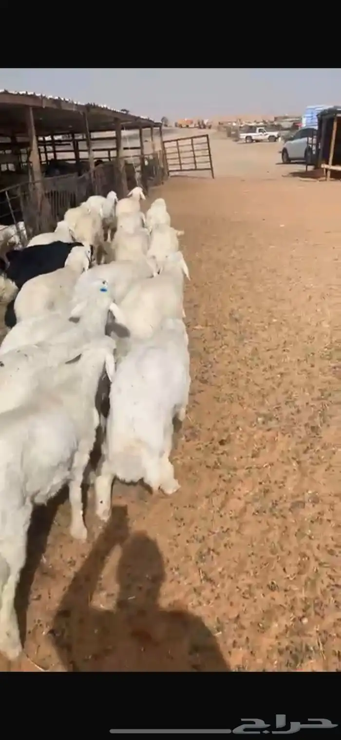 طلبان ورخال حريات للبيع مع الذبح والتوصيل 3