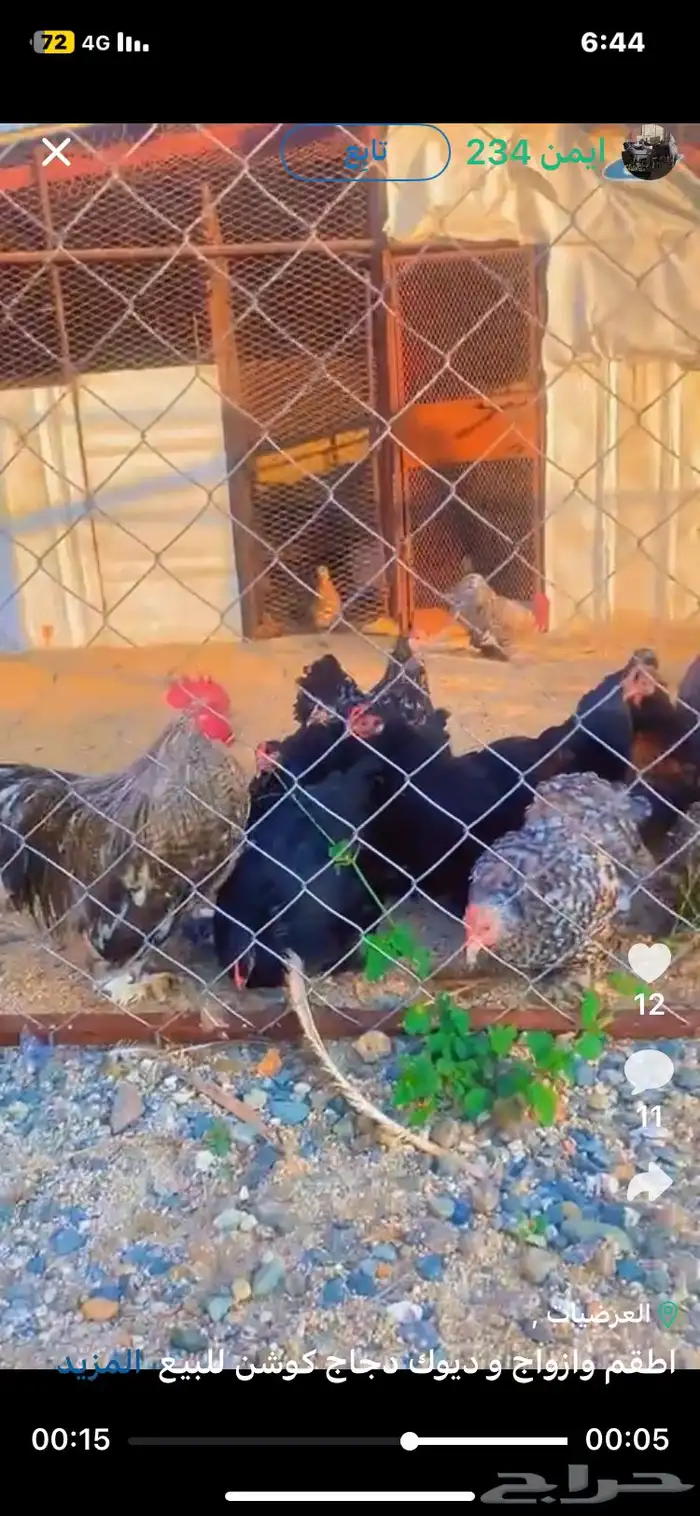 اطقم وازواج و ديوك دجاج كوشن للبيع 3