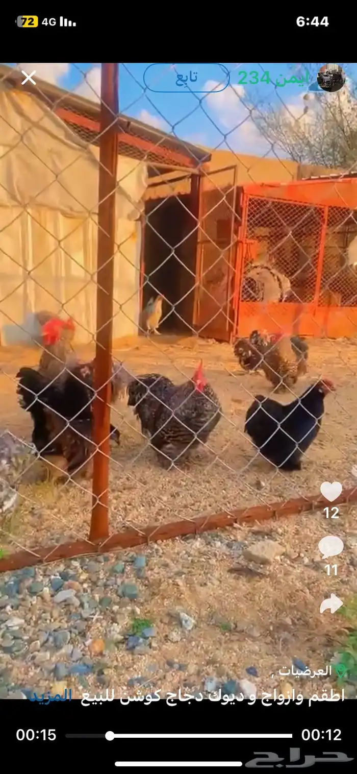 اطقم وازواج و ديوك دجاج كوشن للبيع 2