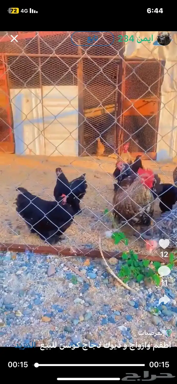 اطقم وازواج و ديوك دجاج كوشن للبيع 1