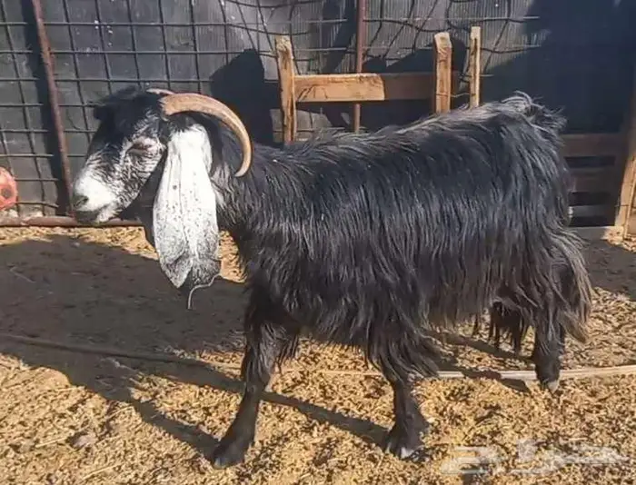 ( تم البيع )عنزين عوارض اصل وعنز مصريه 12