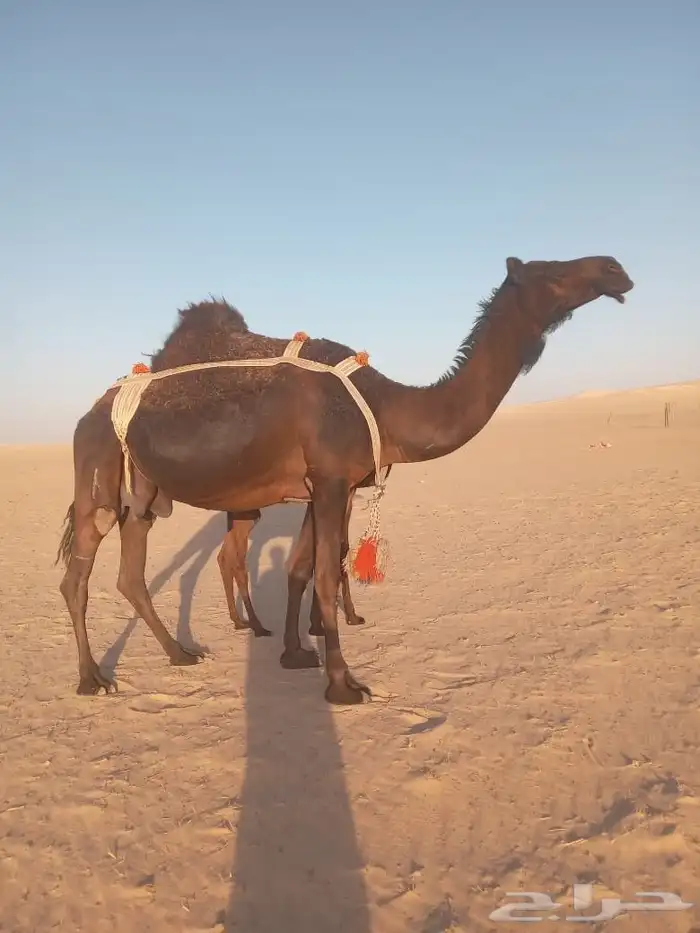 خلفه سلم العذاريب تحتها بكره على كناني 0