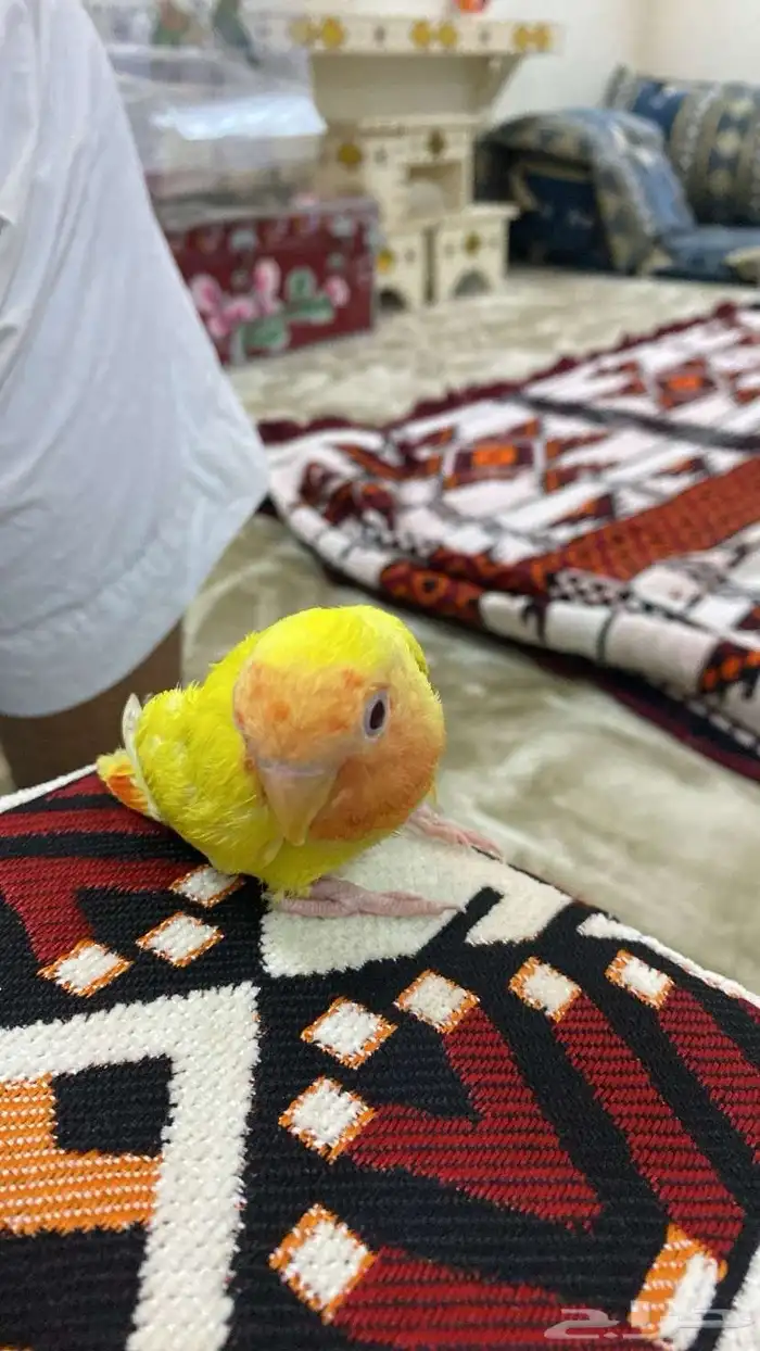 روز اليف. مافي عض 0