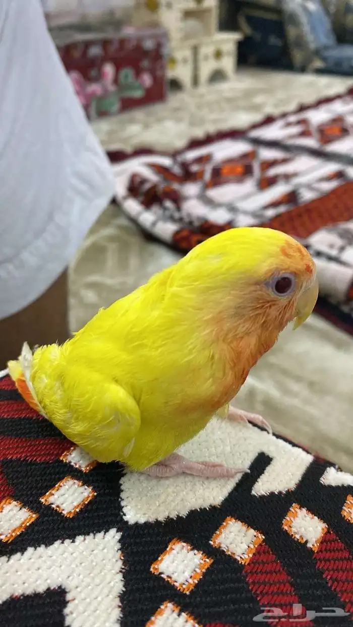 روز اليف. مافي عض 1