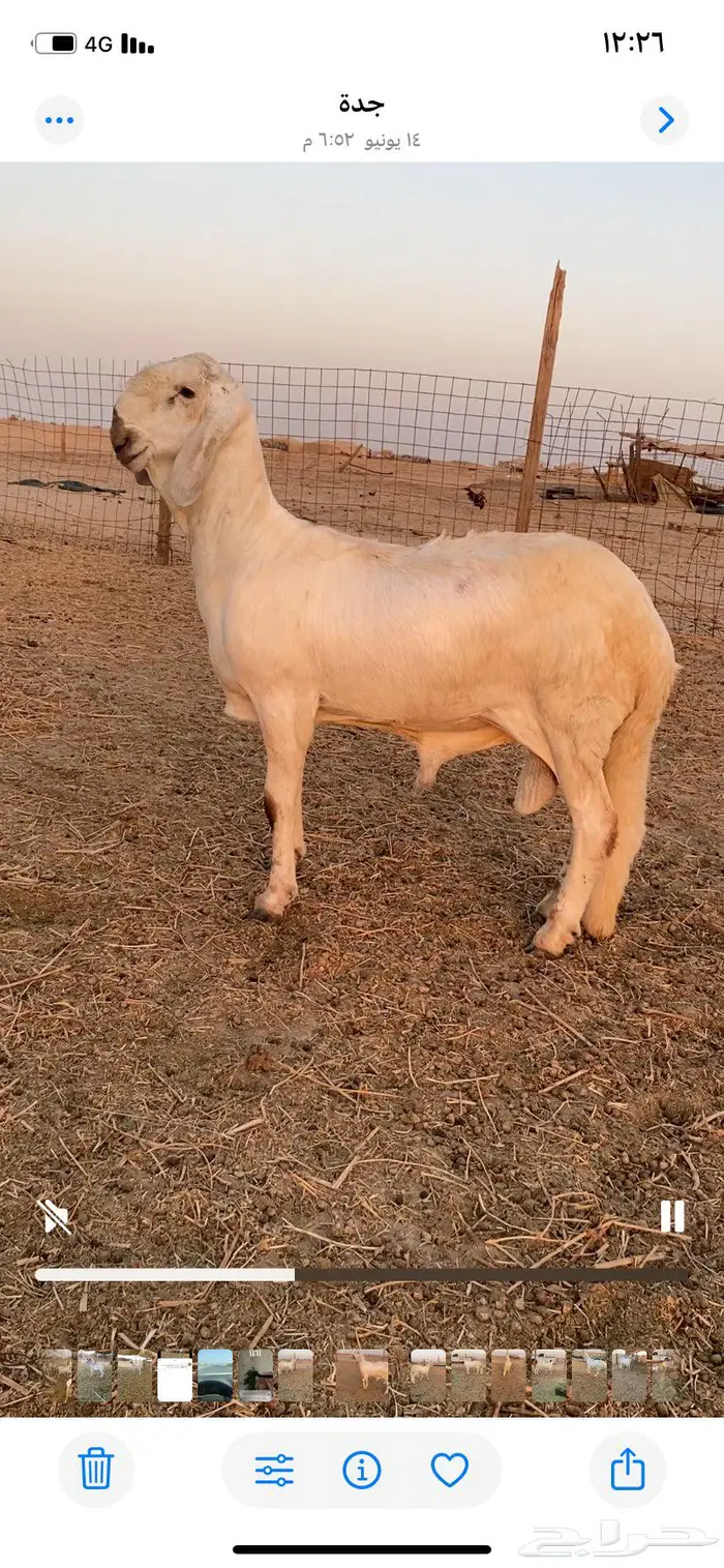 مشروع فحل درماني 2