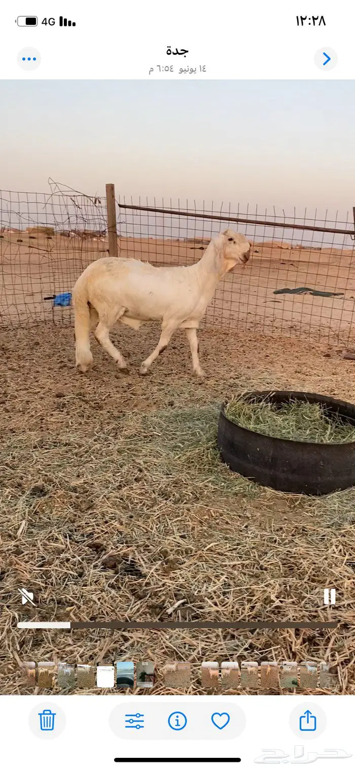 مشروع فحل درماني 0