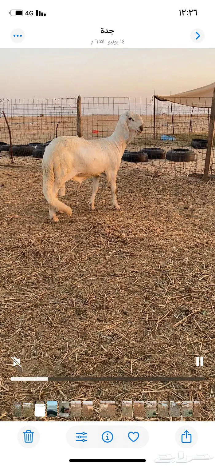 مشروع فحل درماني 1