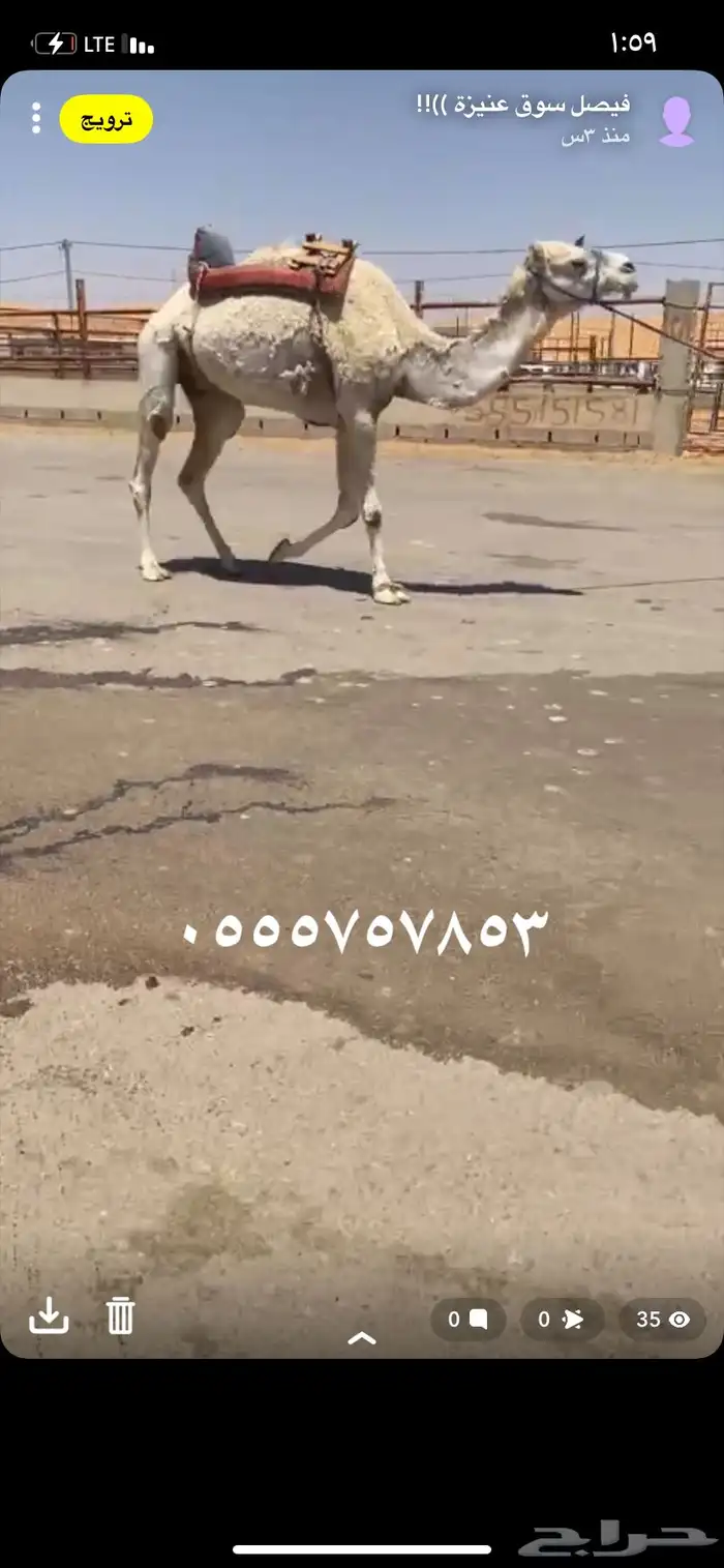 للبيع الرحول الي على جميع الشروط 2