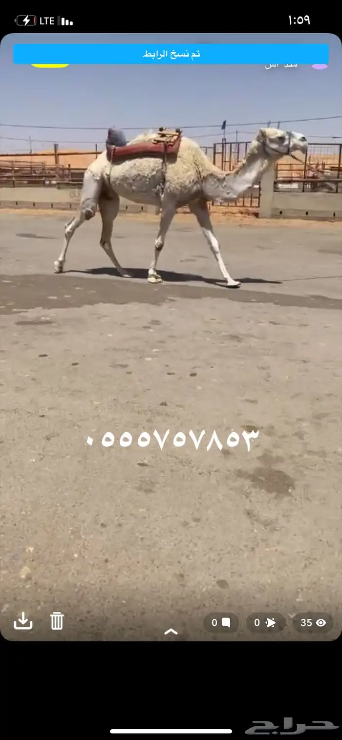 للبيع الرحول الي على جميع الشروط 0