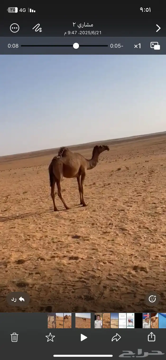 شعلا طيبه 1