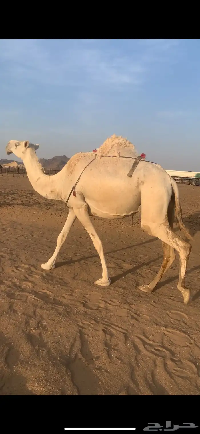 خلفه عفراء 0