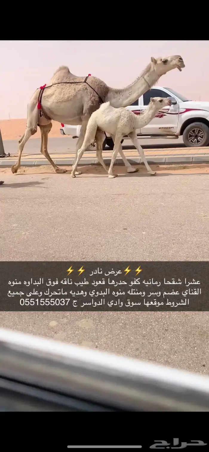 خلفه شقحا كفو 0