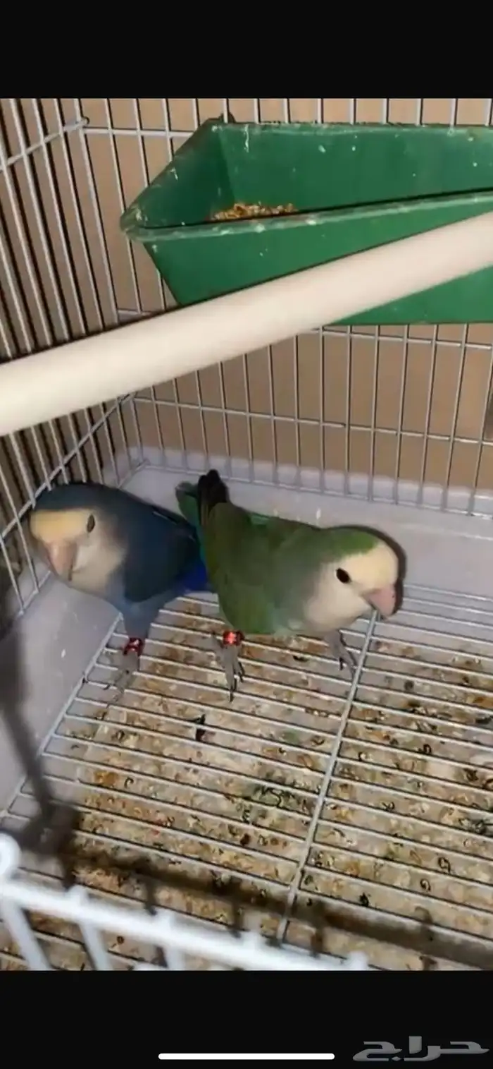 جوز روز واحد منهم مفحوص وثاني فحصه ما اخذته من المحل 0