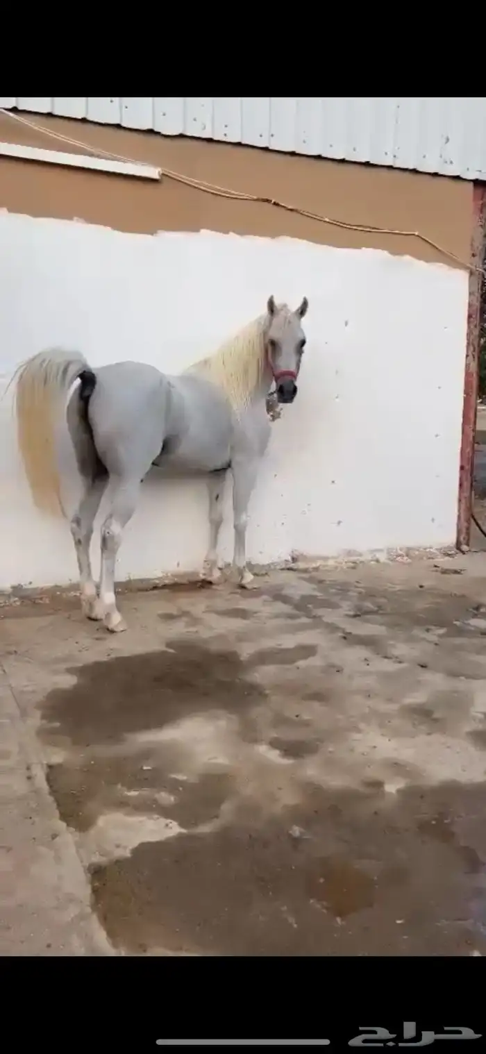 حصان وأهو البيع شعبي 4