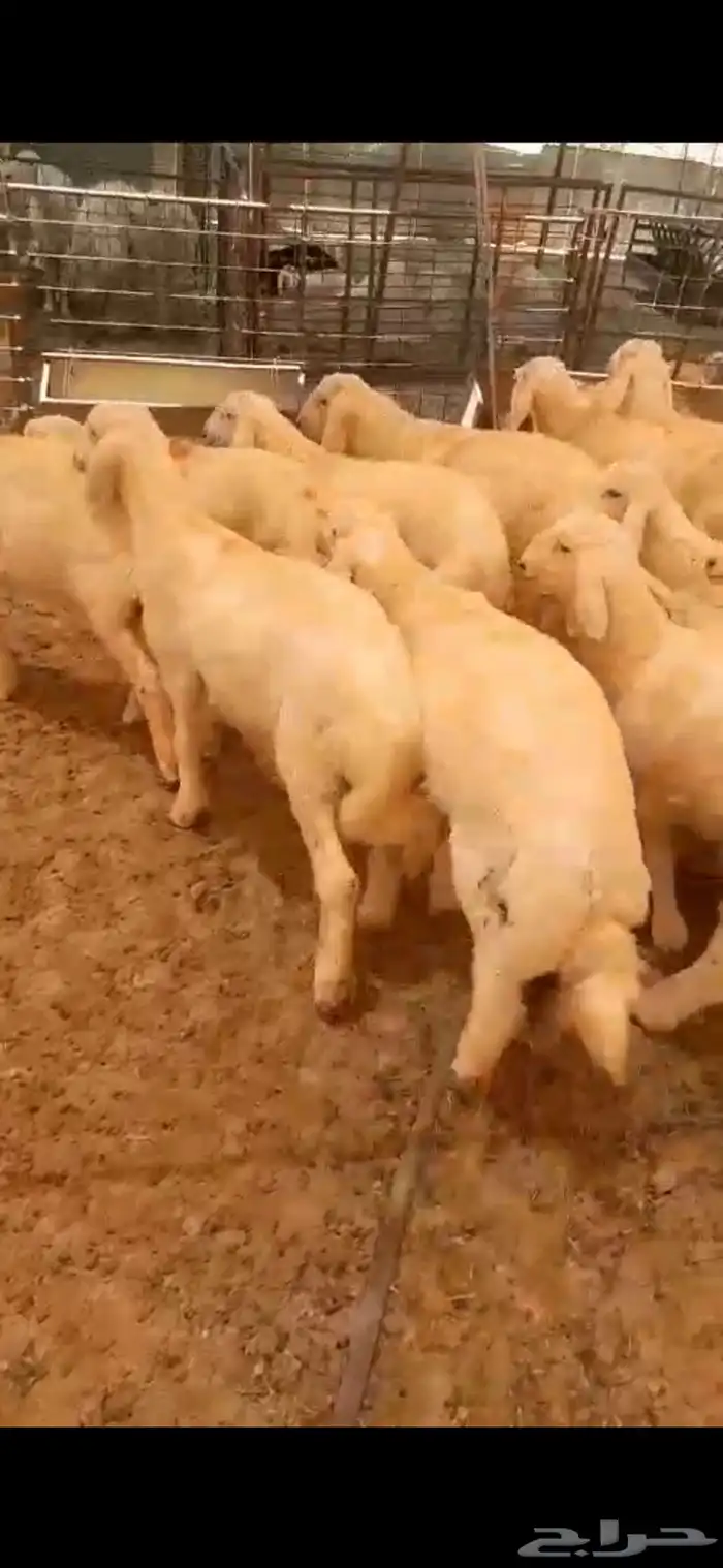 ذبائح حري برية 1