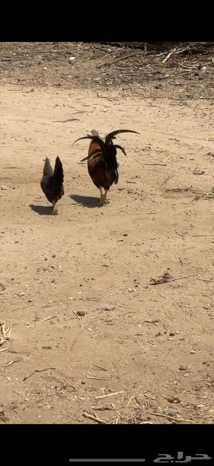 دجاج بلدي 1