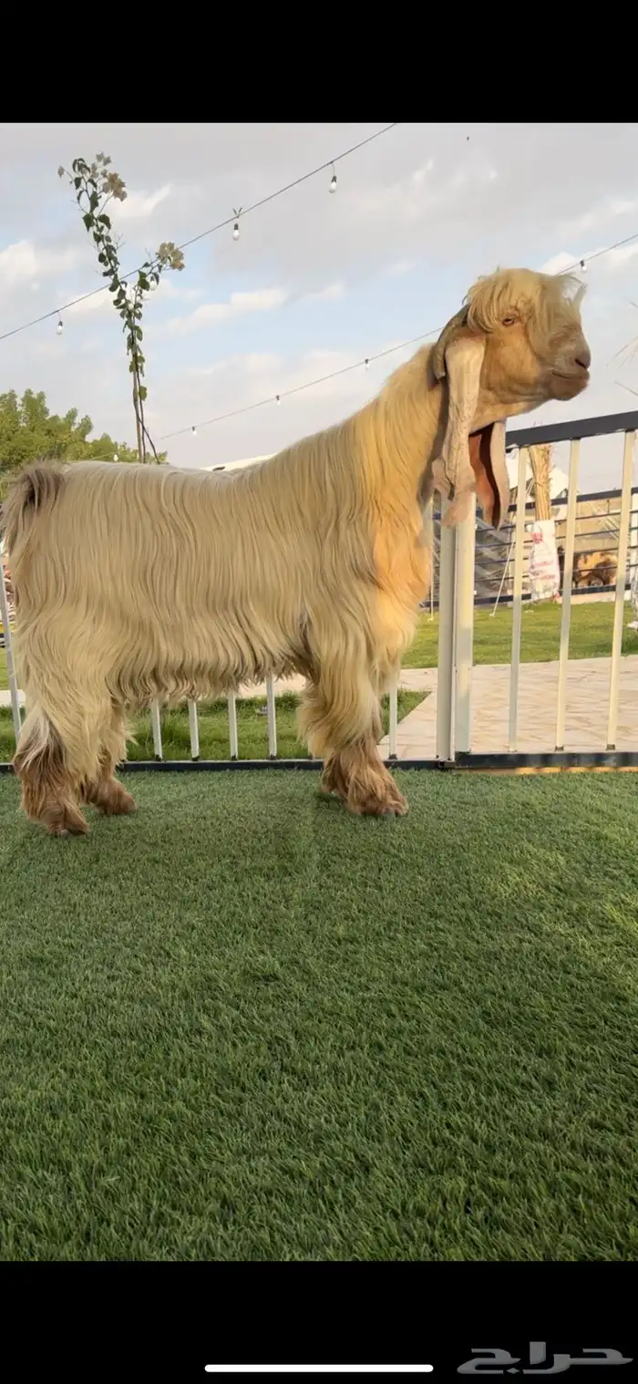 تيس عارضي اصفر 1