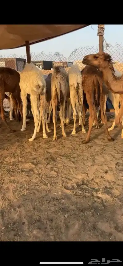 حشو للبيع العدد 25 1
