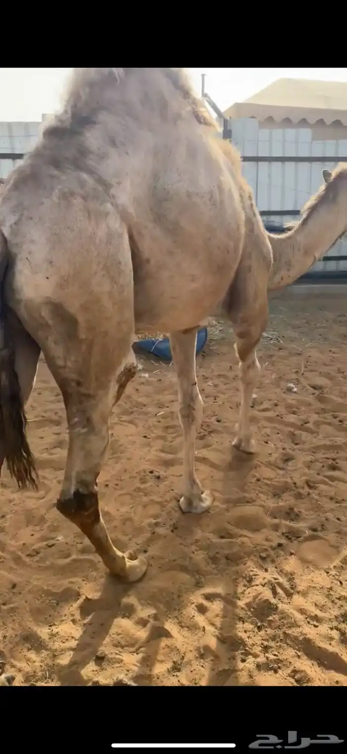 قعود طيب طيب جدا 1