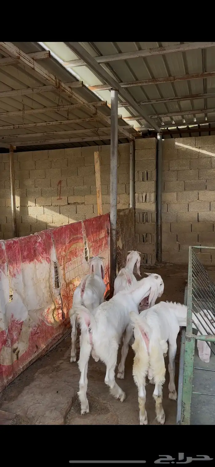 تيوس ذبايح الخرج 0