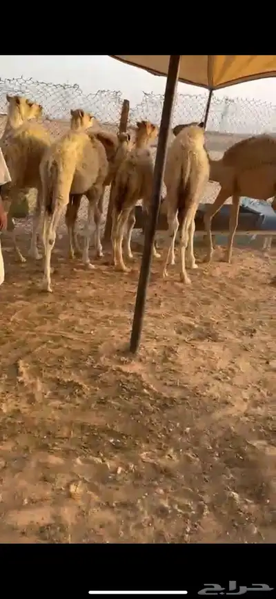 حشو للبيع العدد 25 0