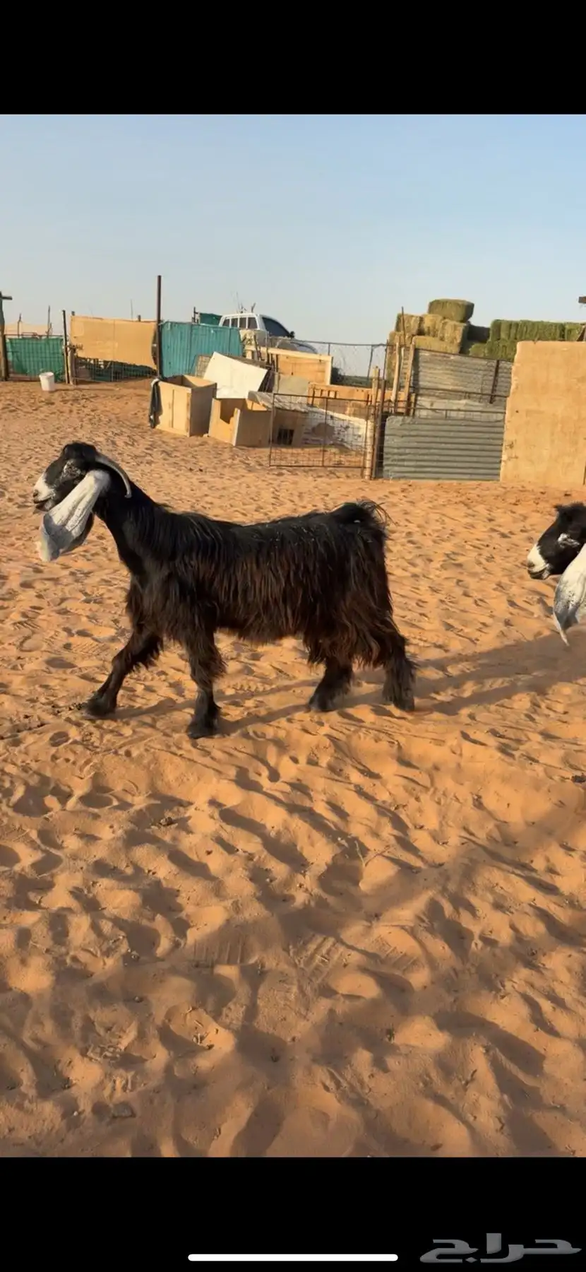 تم البيع 1