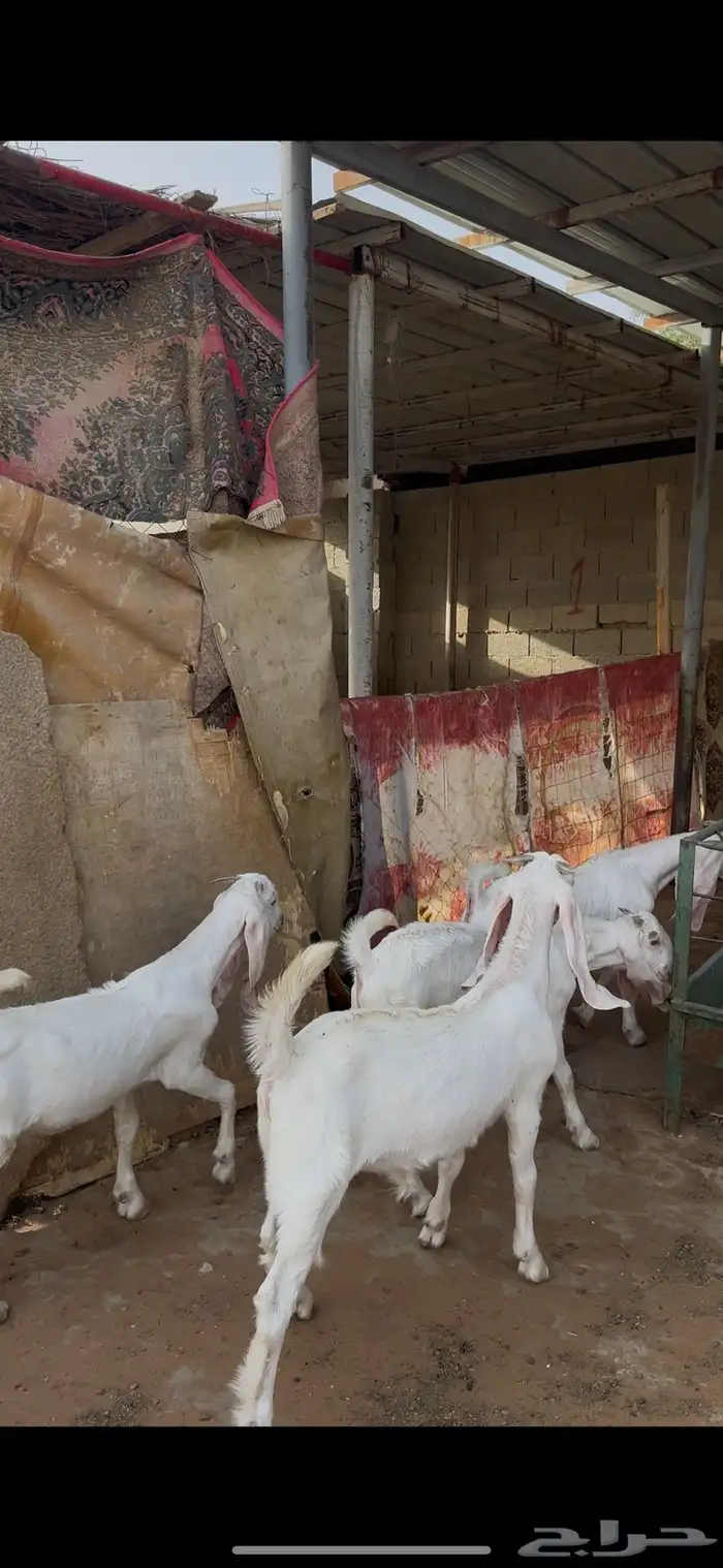 تيوس ذبايح الخرج 2
