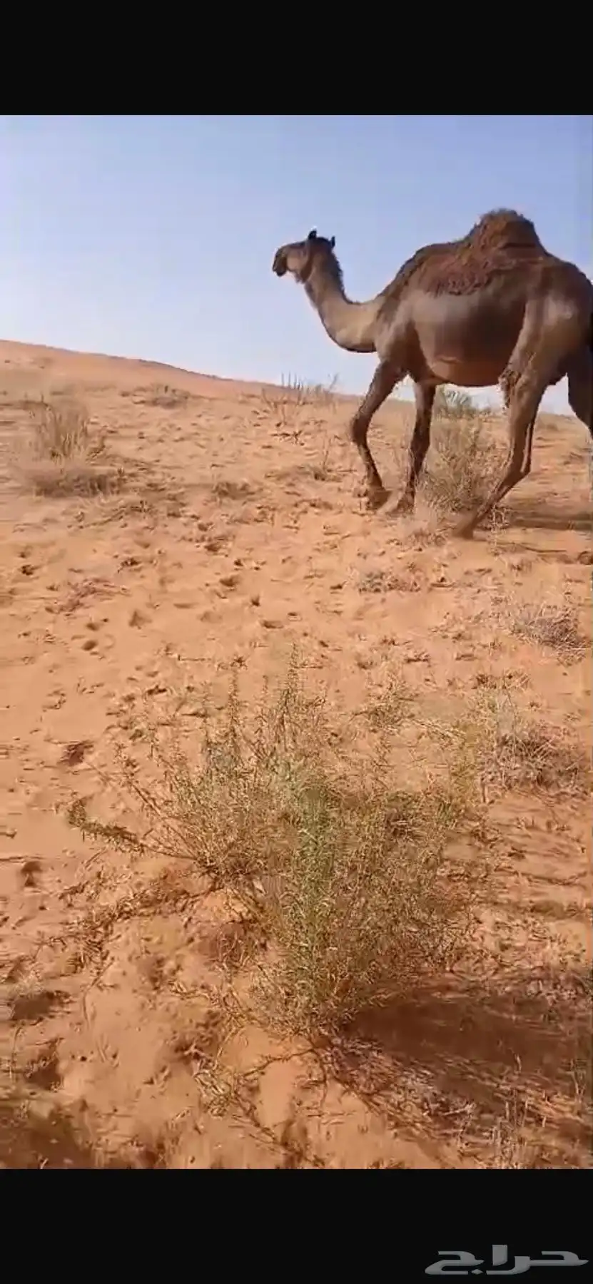 ناقه مجهم 2