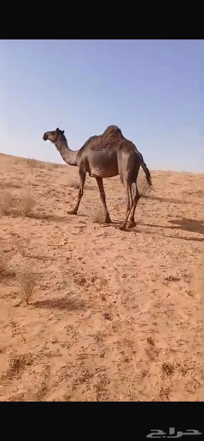 ناقه مجهم 0