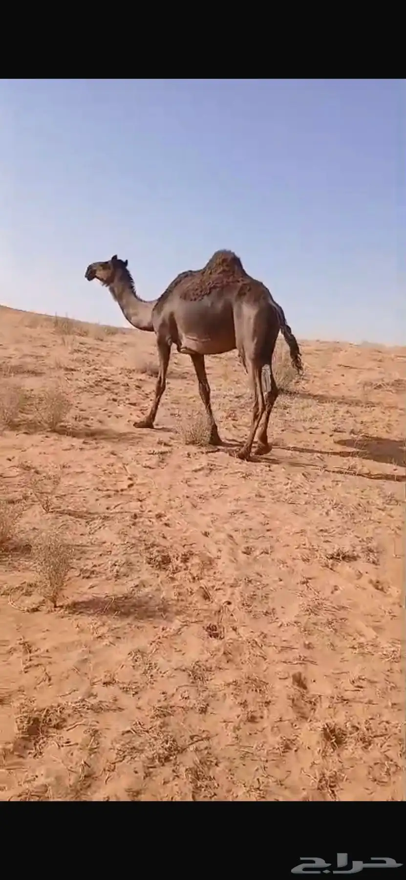 ناقه مجهم 0