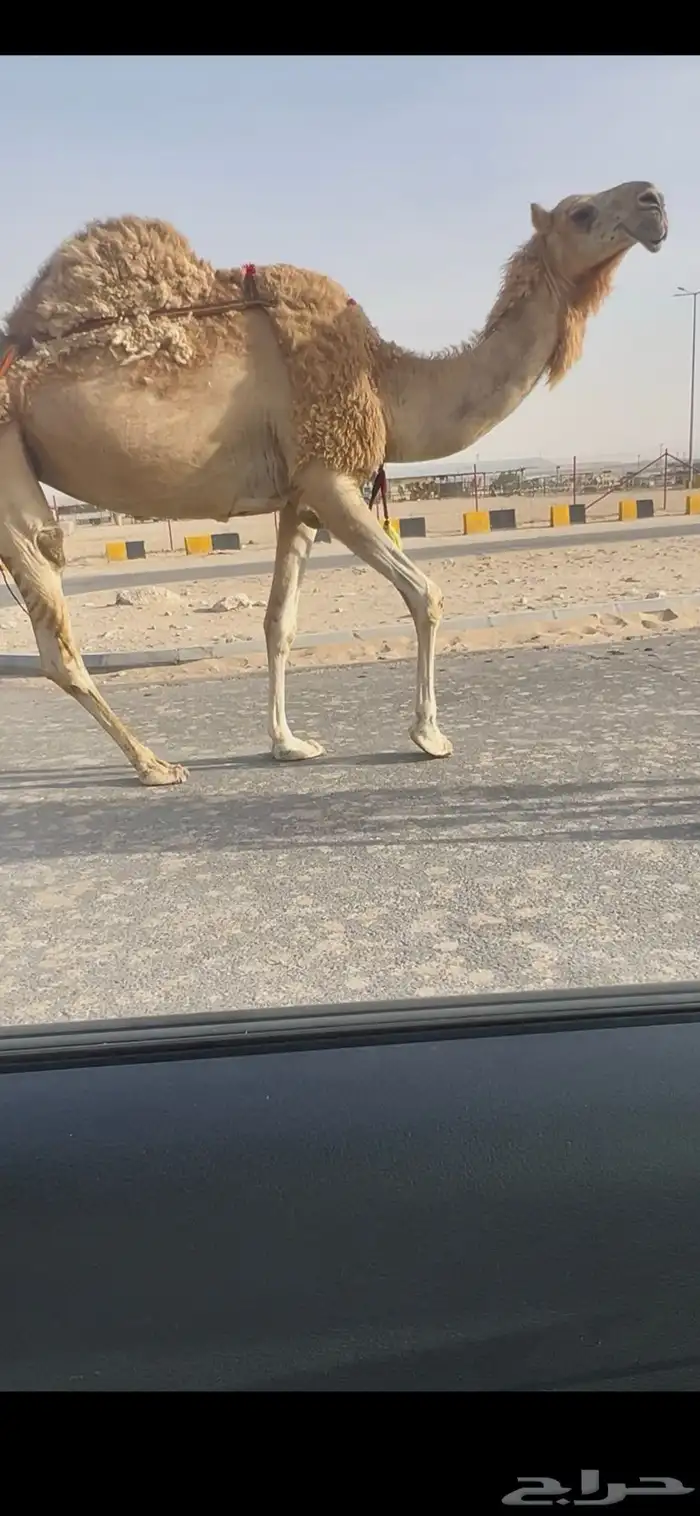 عرض عرض عشرا كفوا 0