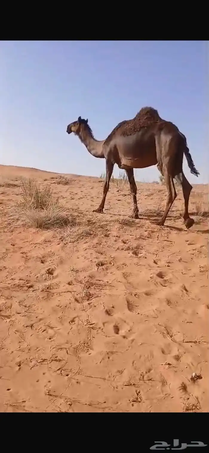 ناقه مجهم 1
