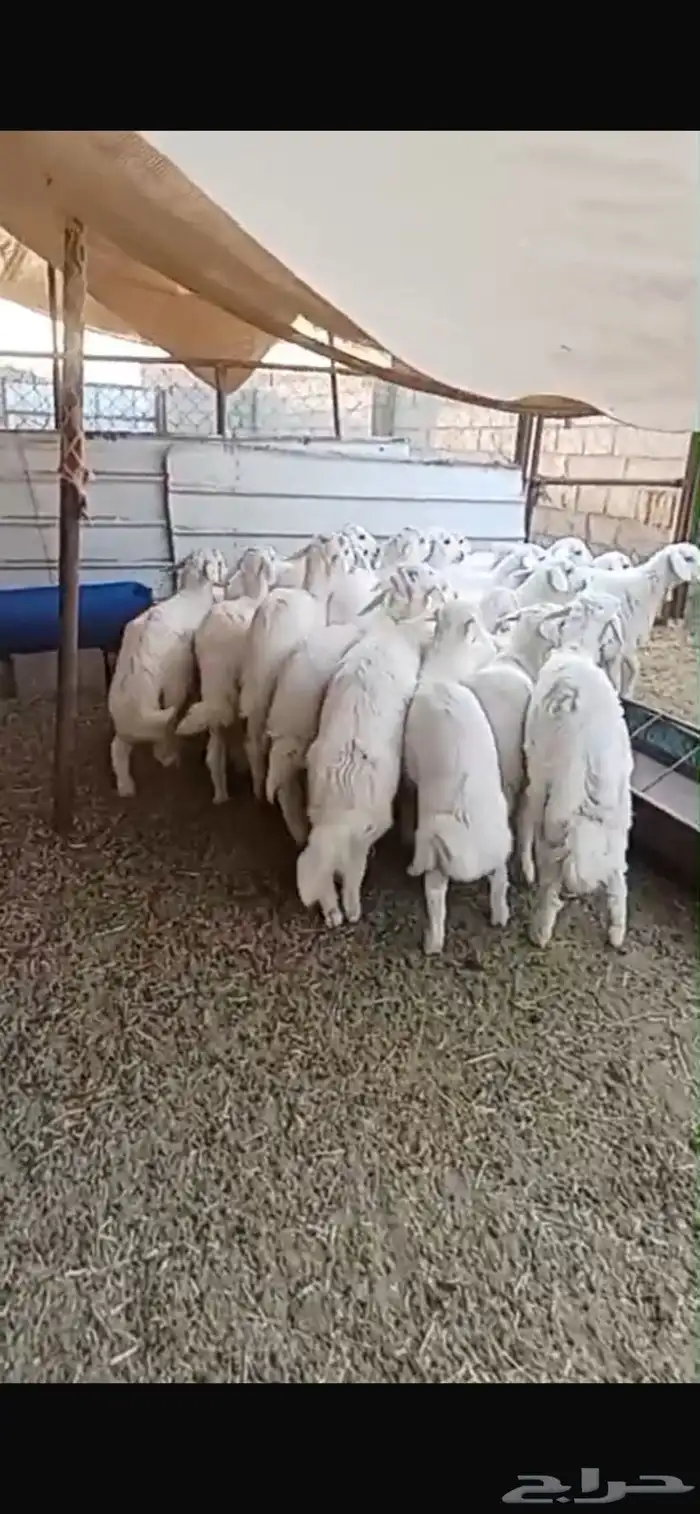 ذبايح للبيع خرفان ورخال 2