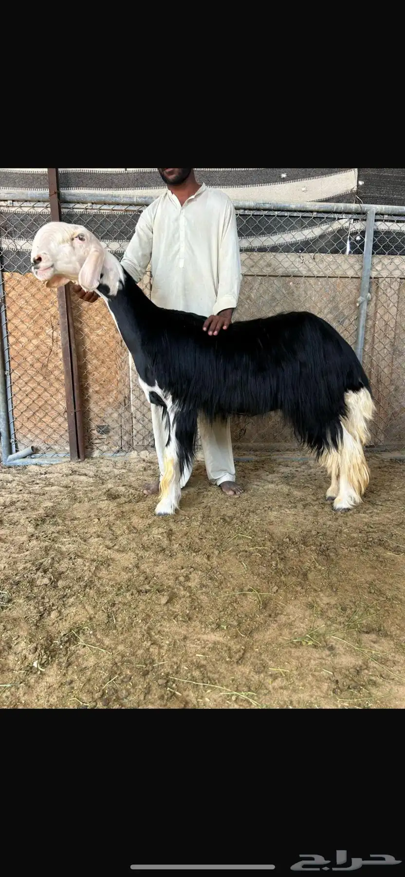 مشروع فحل 1