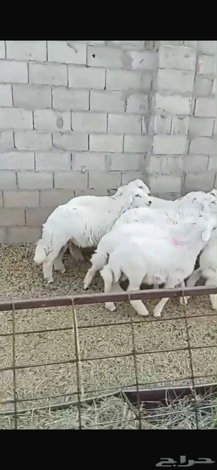 ذبايح للبيع خرفان ورخال 0