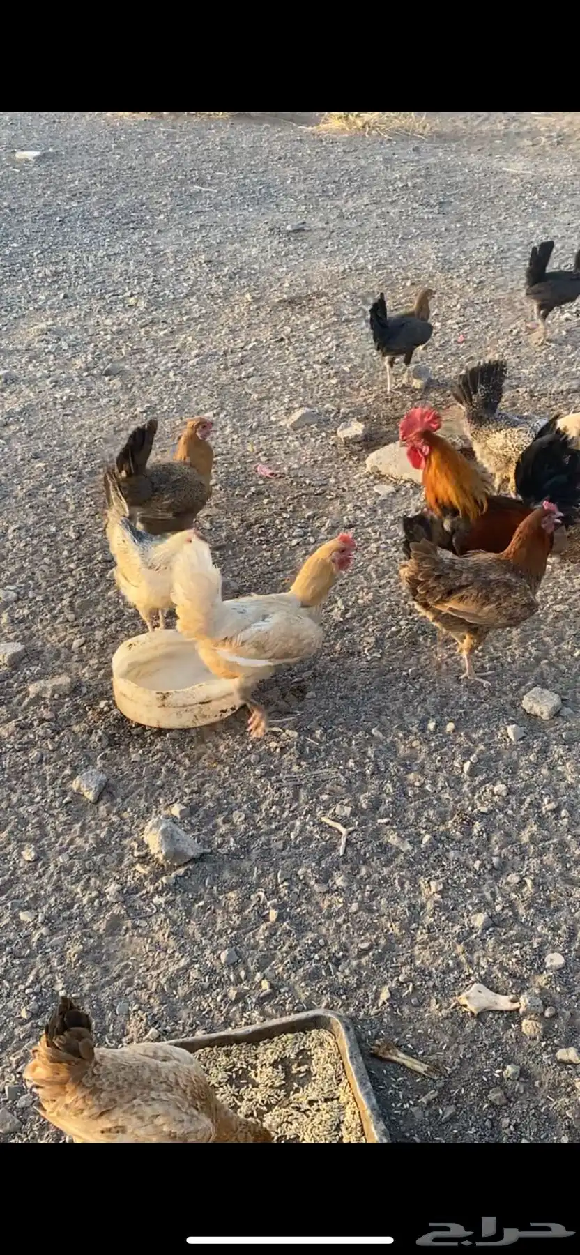 انباع الله يبارك لراعيه 3