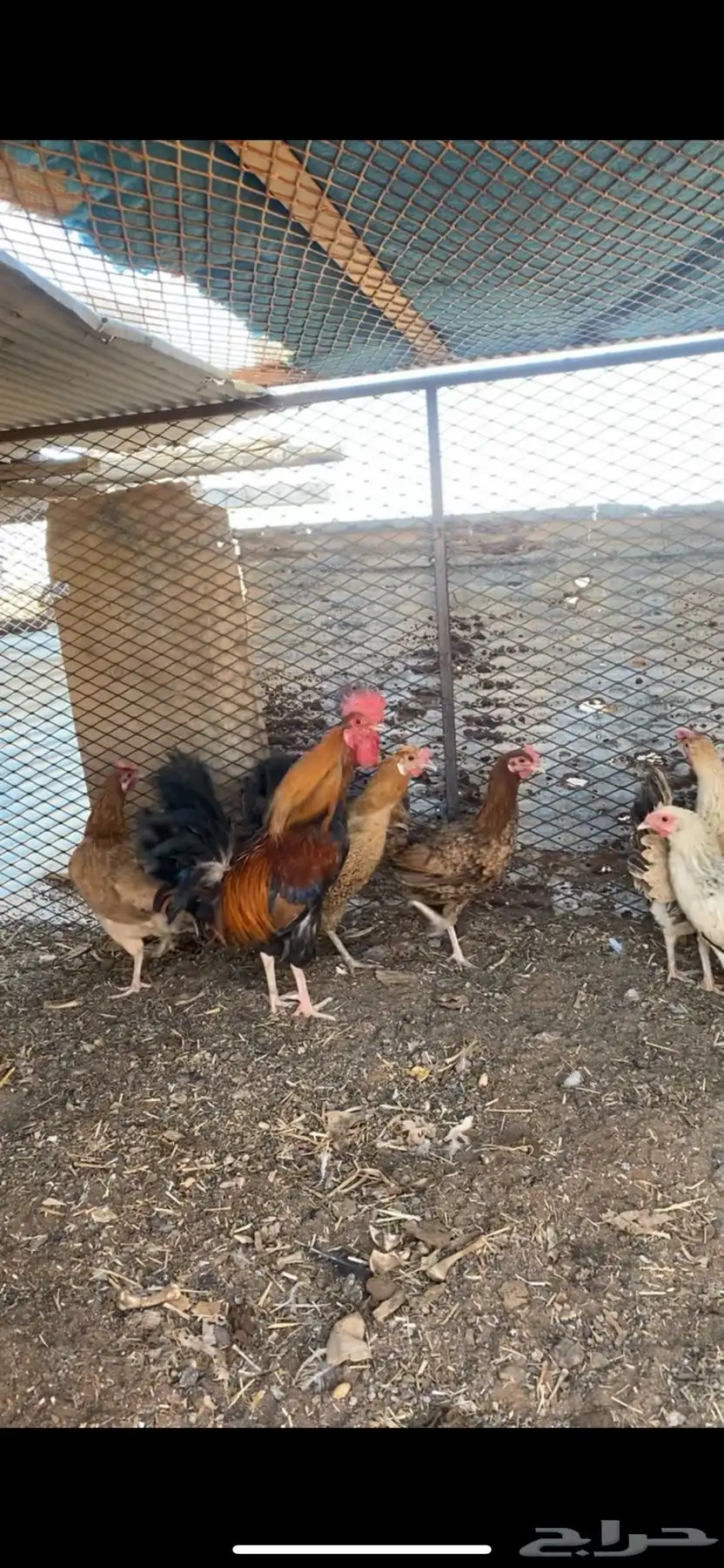 انباع الله يبارك لراعيه 11