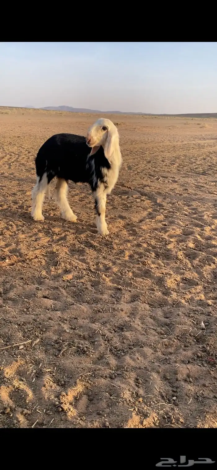 رخل نجديه 1