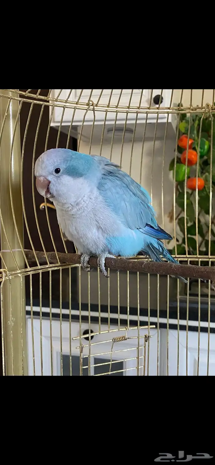 كويكر ببغاء دايلوت لون جميل ماشاءالله تم البيع الله 0