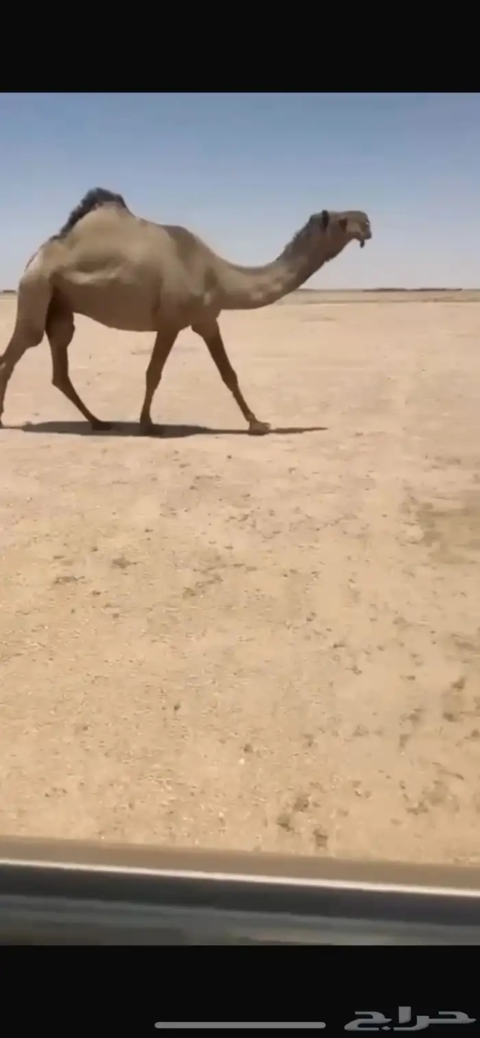 للبيع الصفرا الخفوت ضريبه 0