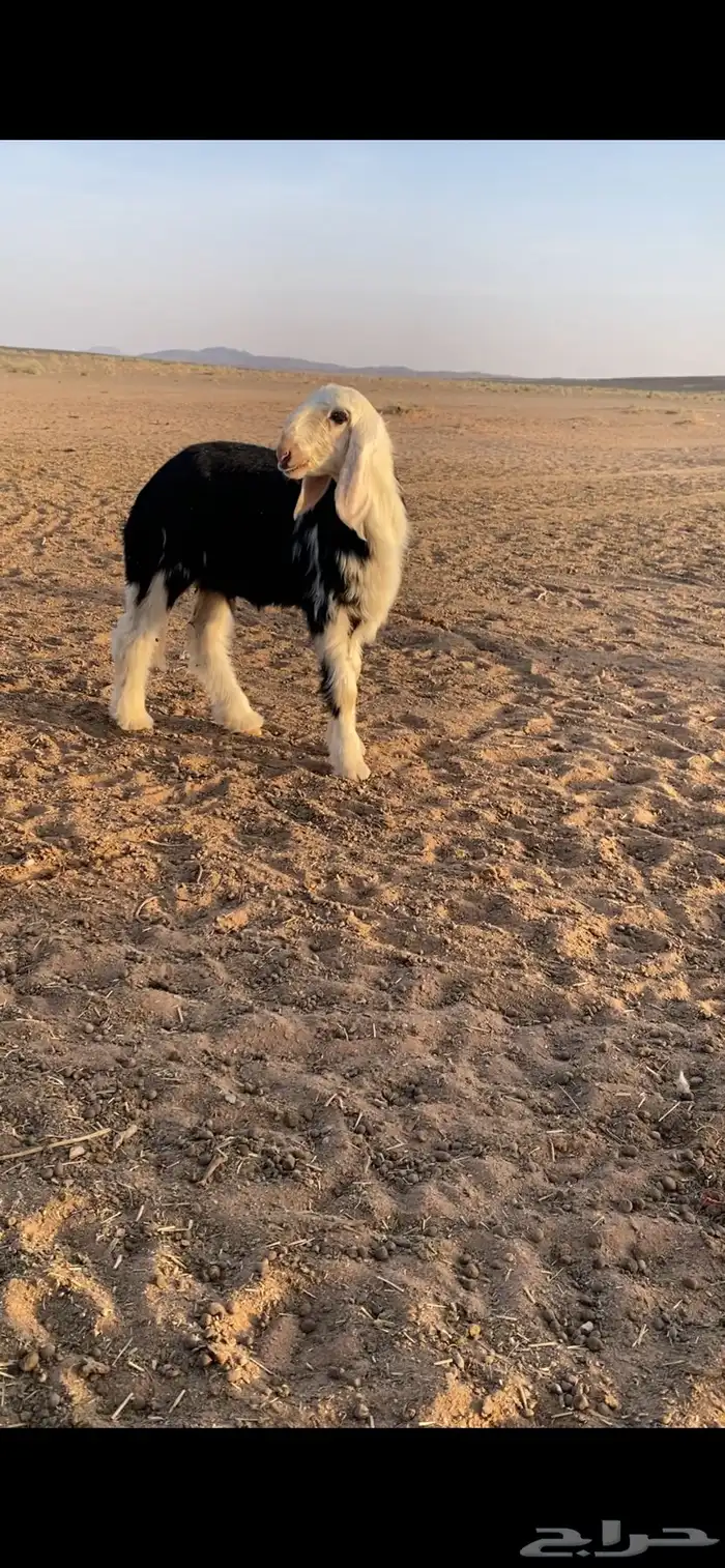 رخل نجديه 2