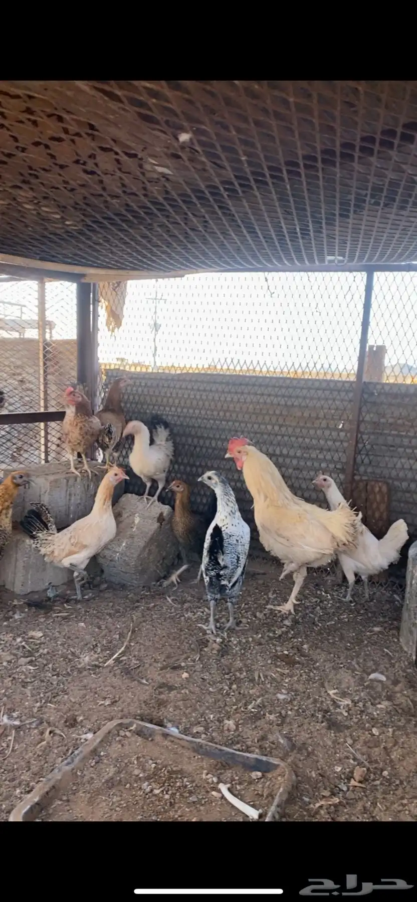 انباع الله يبارك لراعيه 9