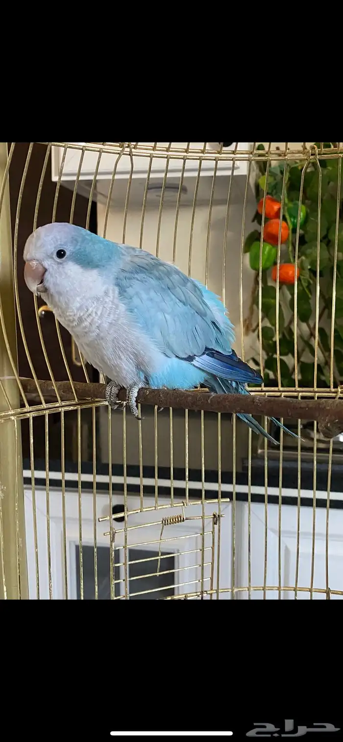 كويكر ببغاء دايلوت لون جميل ماشاءالله تم البيع الله 4