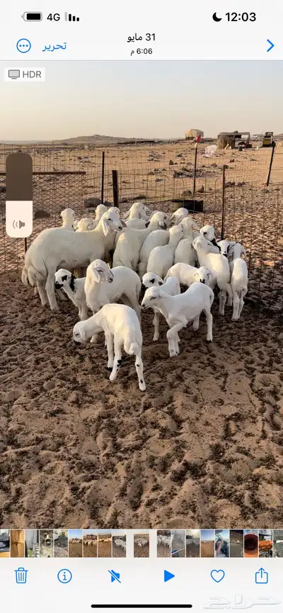 غنم للبيع 2
