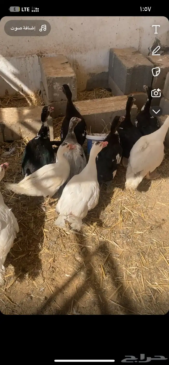 للبيع بط مصري شرط صحه وحجم العمر من ثلاث شهورلربع شهور 0