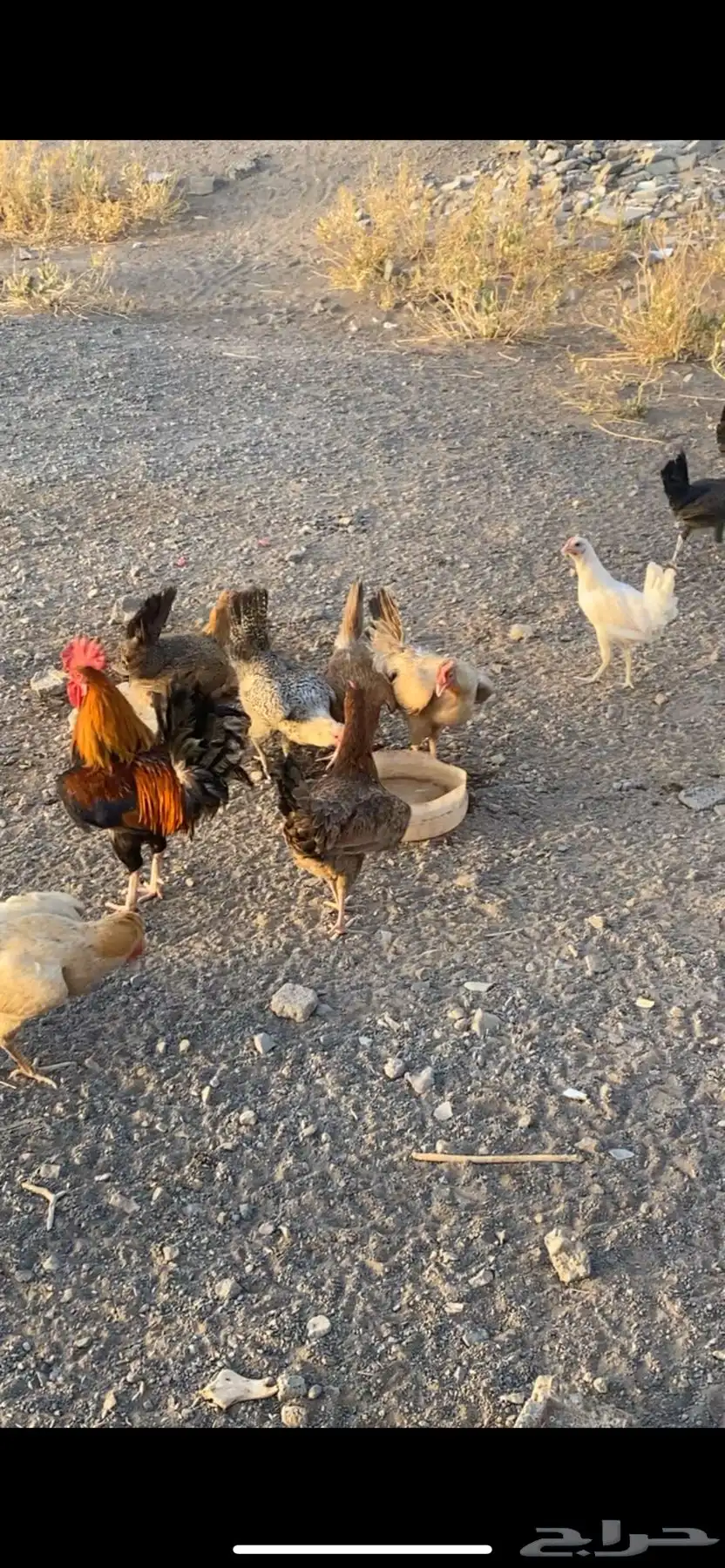 انباع الله يبارك لراعيه 4