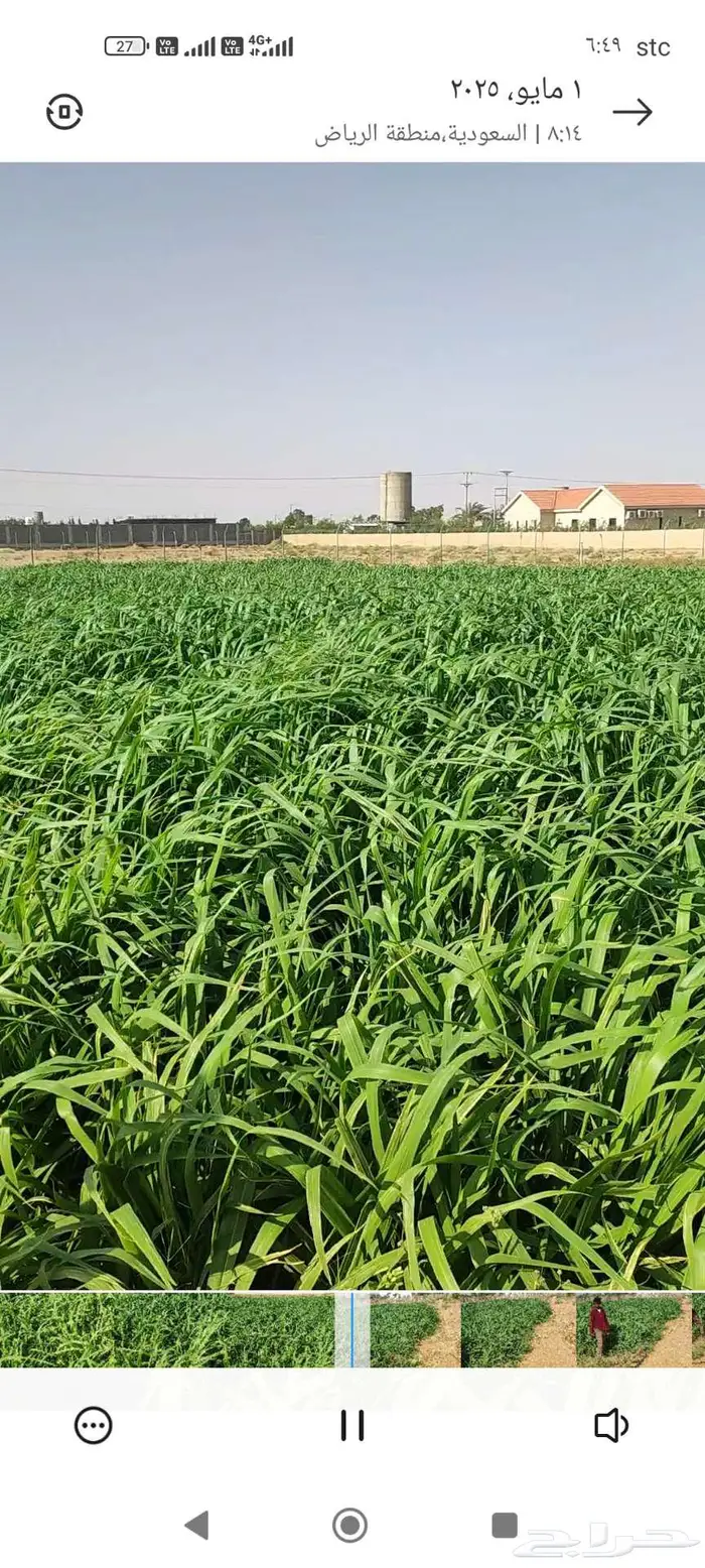 بونيكام للبيع على طريق الرين قريب من المزاحميه 0