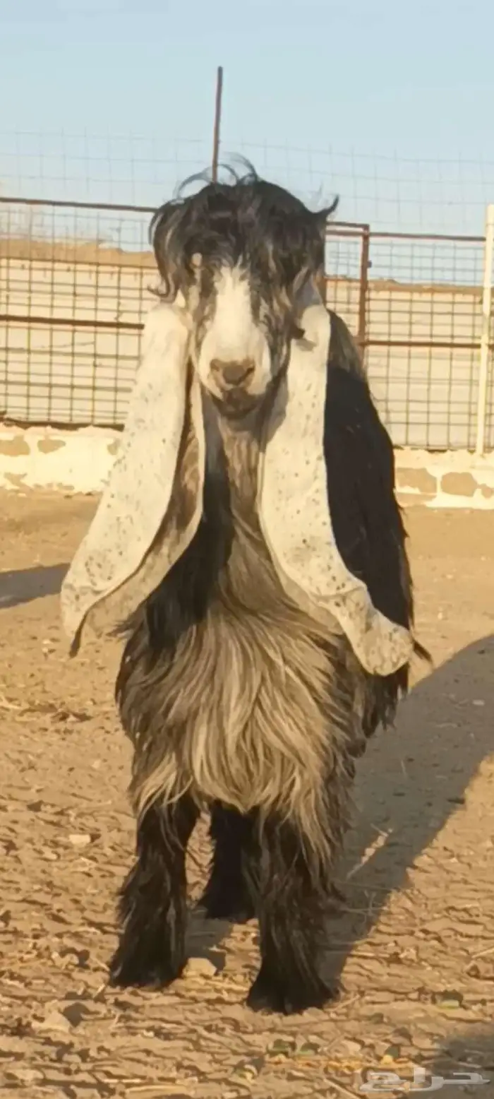 تم البيع الله يبارك للجميع 0