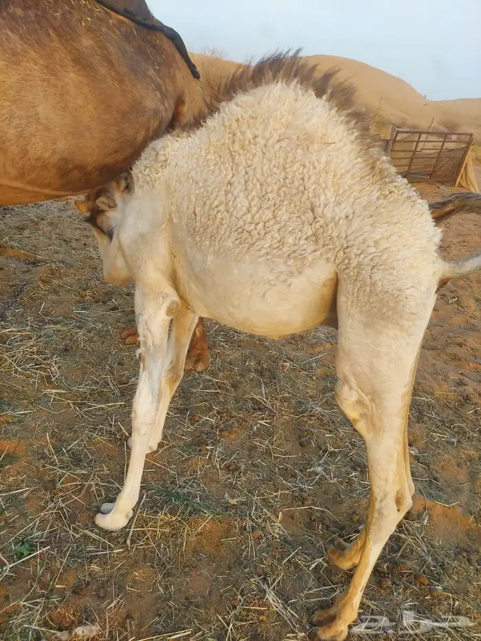 قعود للبيع 0