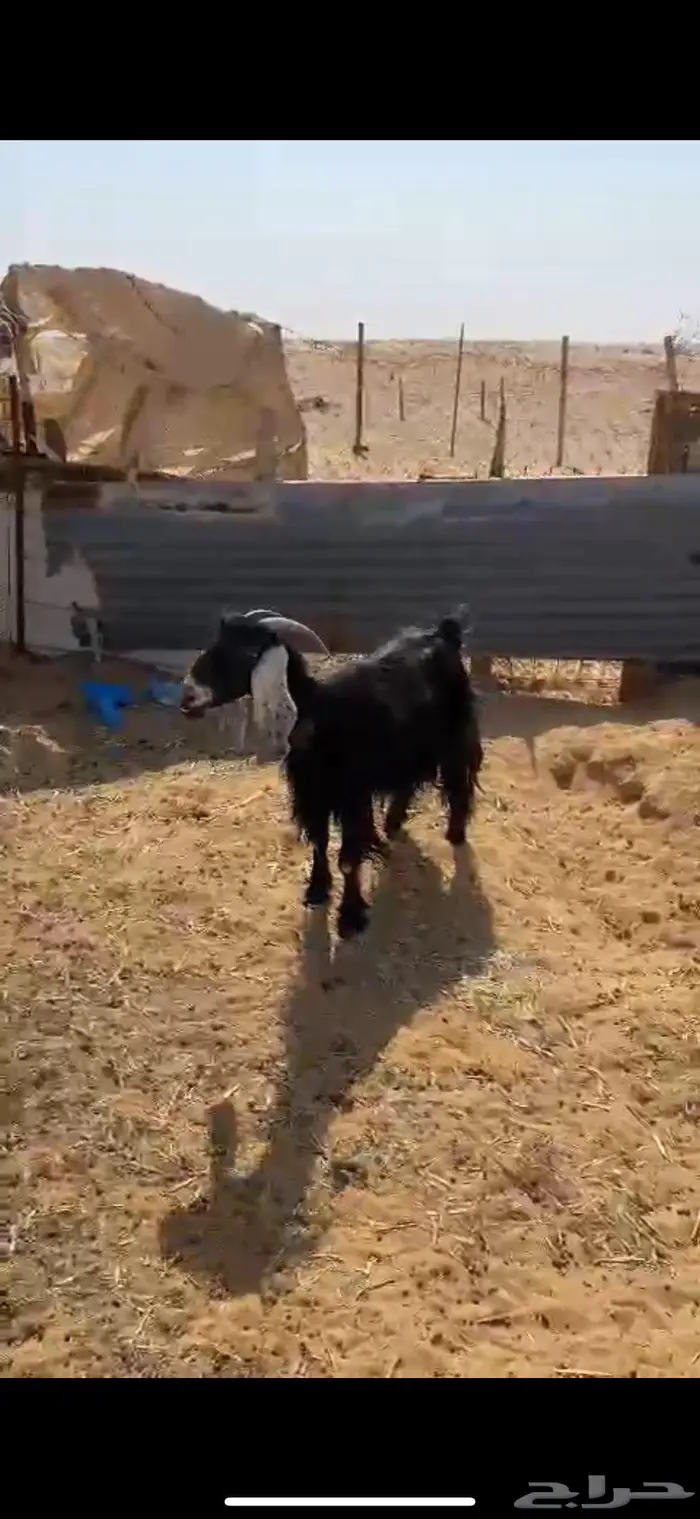 عنزين حليب تم البيع تم البيع 1